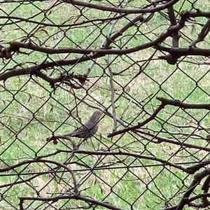 Eurasian Blackbird