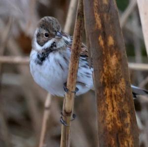 Reed Bunting