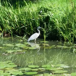 Grey Heron