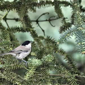 Marsh Tit