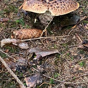 Shingled Hedgehog