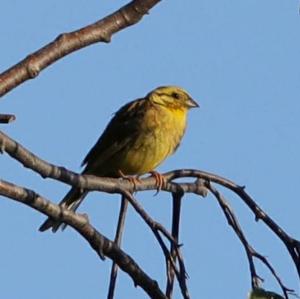 Yellowhammer