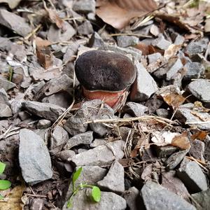 Dotted-stem Bolete