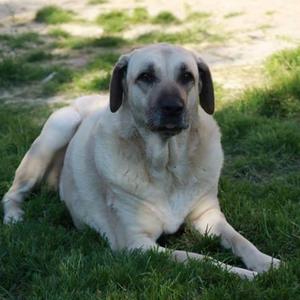 Anatolian Shepherd