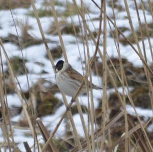 Reed Bunting