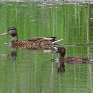 Mallard