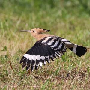 Eurasian Hoopoe