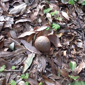 Brown Puffball