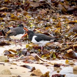 Eurasian Oystercatcher