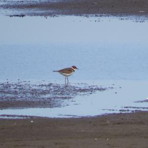 Long-billed Plover