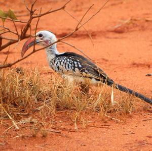 Red-billed Hornbill