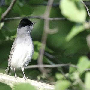 Blackcap