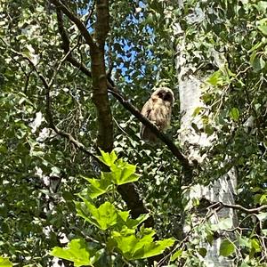 Long-eared Owl