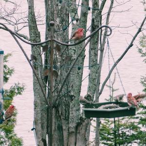 Purple Finch