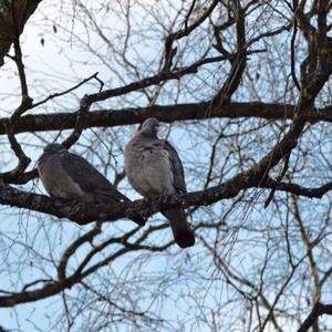 Common Wood-pigeon