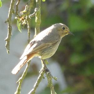 Common Redstart