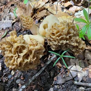 Yellow Morel