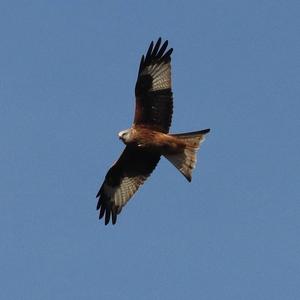 Red Kite