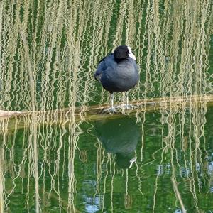 Common Coot