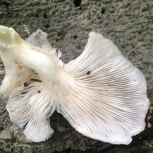 Oyster Mushroom