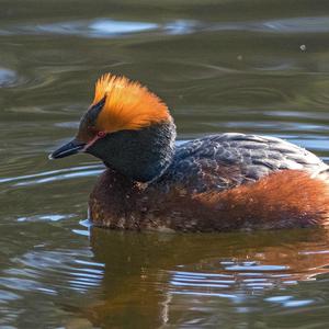 Horned Grebe