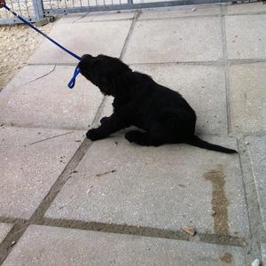 Giant Schnauzer