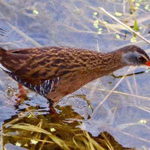 Virginia Rail