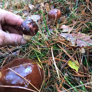 Bay Bolete