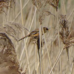 Bearded Parrotbill