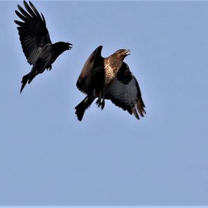 Common Buzzard