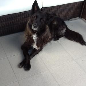 Unknown Breed