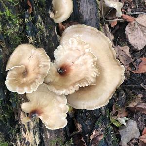 Black-footed Polypore