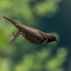 Ring Ouzel