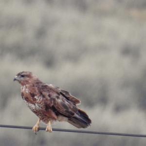 Mäusebussard