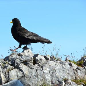 Yellow-billed Chough