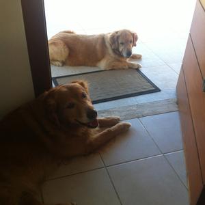 Unknown Breed