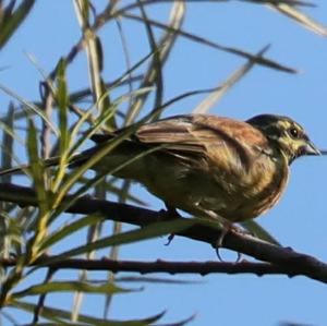 Cirl Bunting