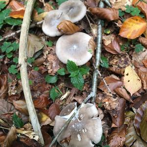 Cloudy Clitocybe