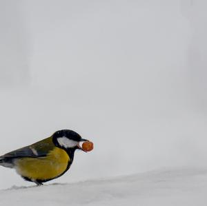 Great Tit