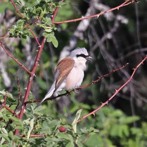 Red-backed Shrike