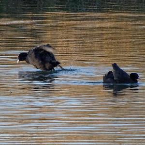 Common Coot