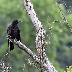 Carrion Crow