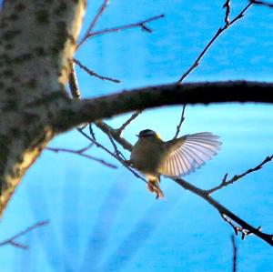 Firecrest