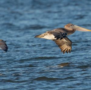 Brown Pelican