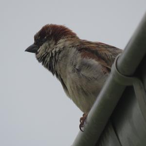 House Sparrow