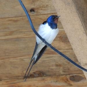 Barn Swallow