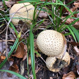 Pigskin Poison Puffball