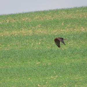 Montagu's Harrier