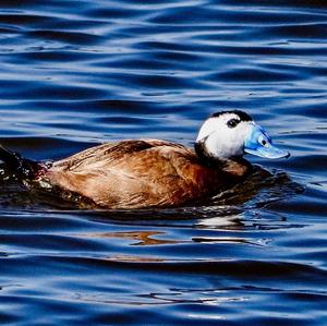 White-headed Duck