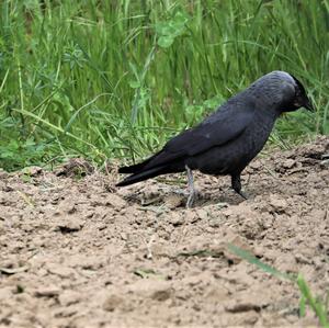 Eurasian Jackdaw